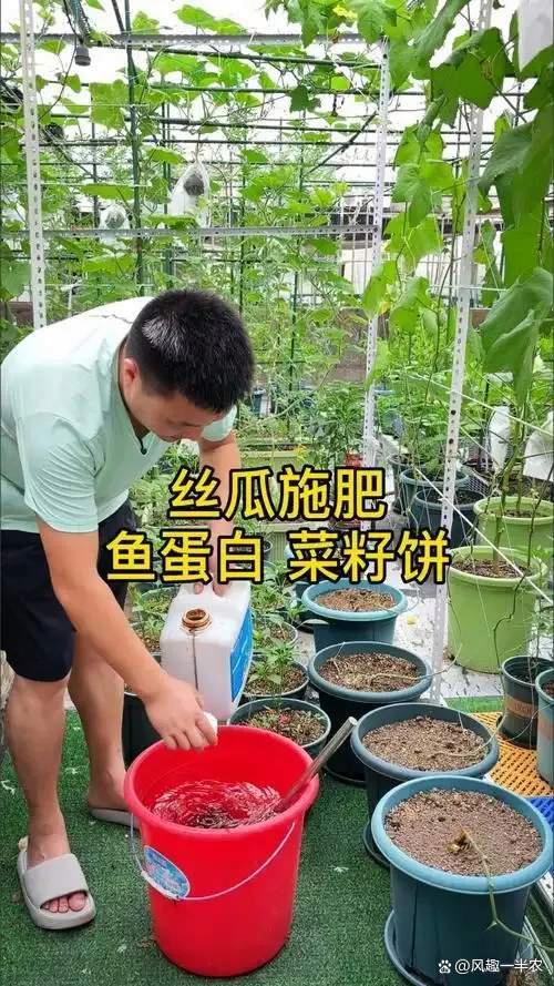 线下配资 丝瓜怎样追肥产量高